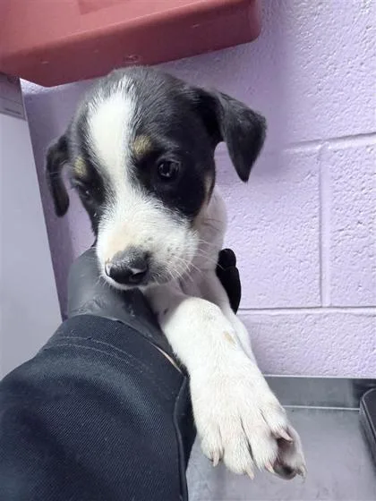 A baby small-sized female White / Cream Mixed Breed dog named 61395513 for adoption in El Paso, TX