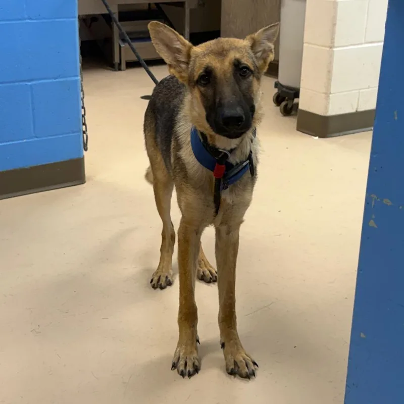 A young medium-sized male Brown / Chocolate German Shepherd Dog dog named Stu for adoption in Pine Bluff, AR