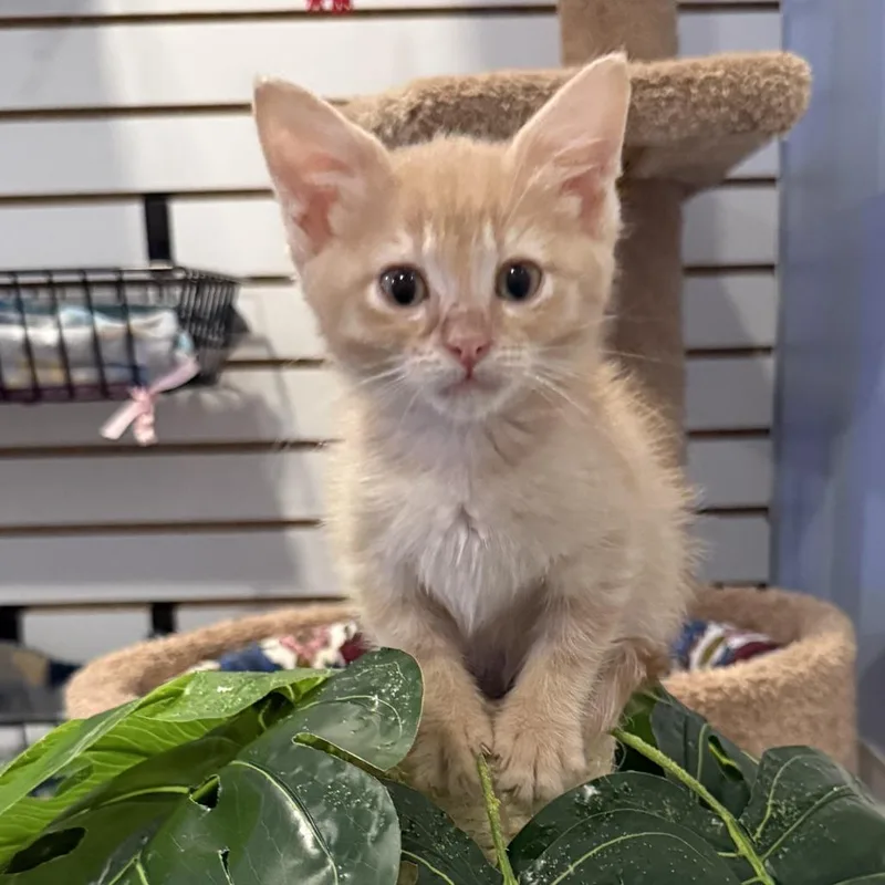 A baby small-sized male Domestic Short Hair cat named Zucca for adoption in Brookfield, WI