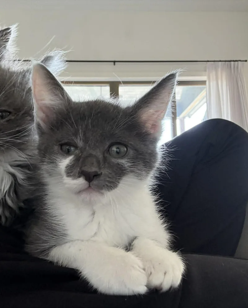 A baby medium-sized male Gray / Blue / Silver Domestic Short Hair cat named Dr. Pepper for adoption in Overland Park, KS