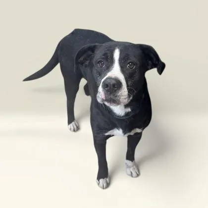 An adult medium-sized male Mixed Breed dog named Wally for adoption in Cumberland, MD