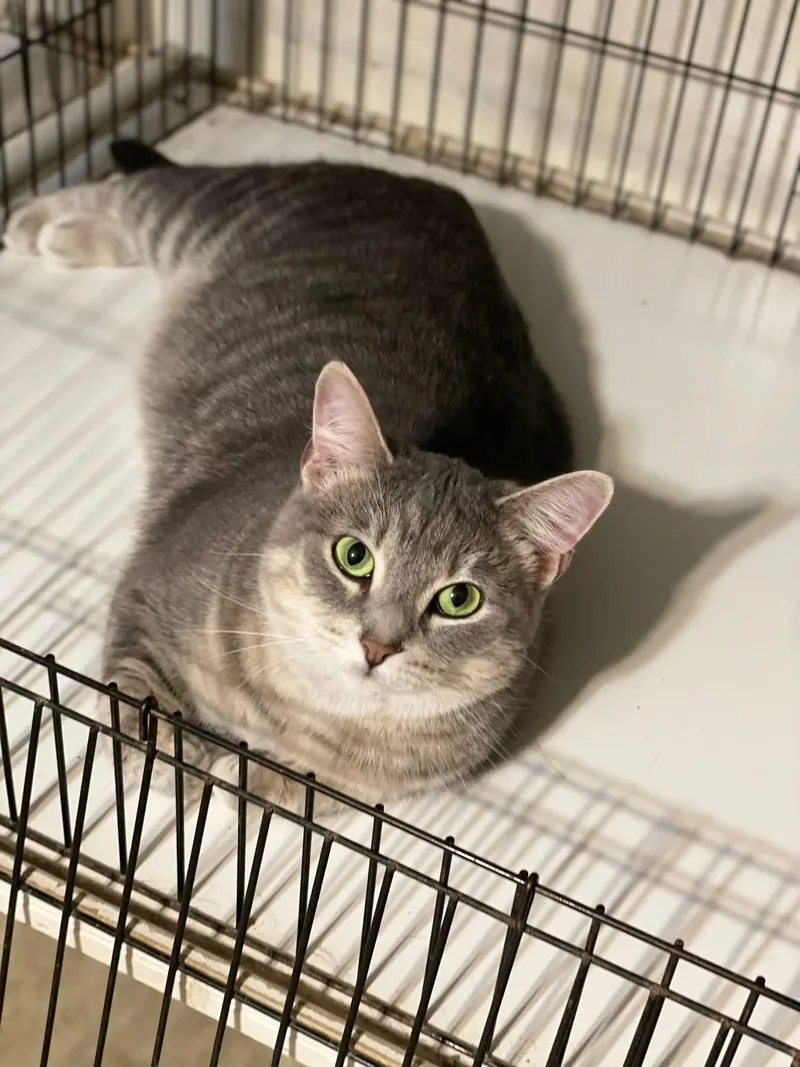 City Cat thumbnail 2