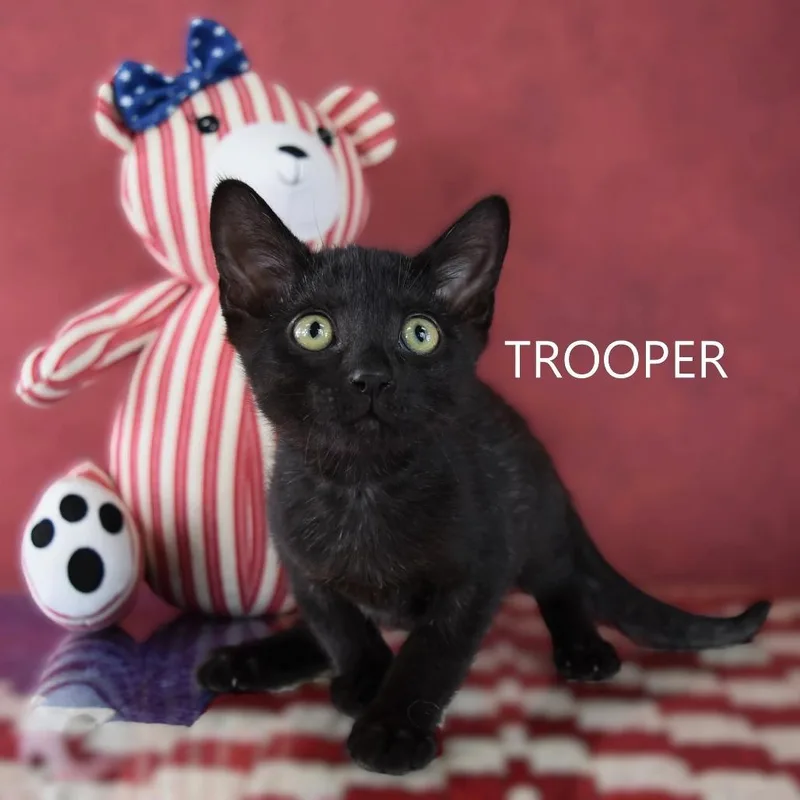 Trooper thumbnail 2