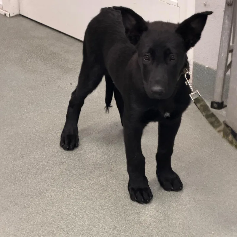 A baby medium-sized female Black German Shepherd Dog dog named Puppy for adoption in Westminster, CA