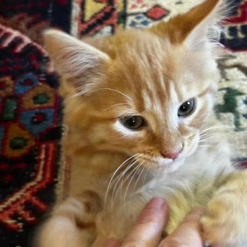 A baby small-sized male Orange / Red Domestic Medium Hair cat named Larry for adoption in Potomac, MD