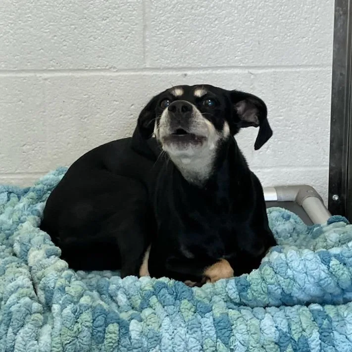 An adult medium-sized female Black Beagle dog named "Maggy" for adoption in Verona, VA