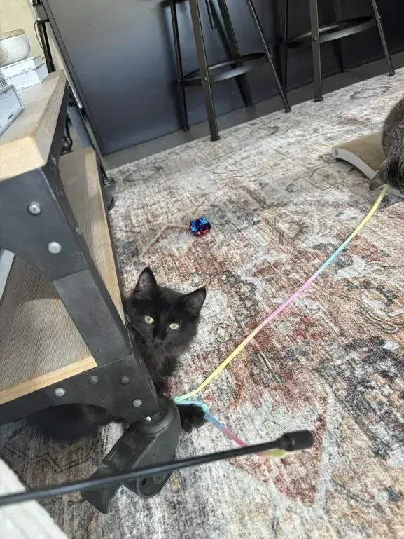 A baby small-sized male Black Domestic Short Hair cat named Dewey for adoption in Grand Rapids, MI