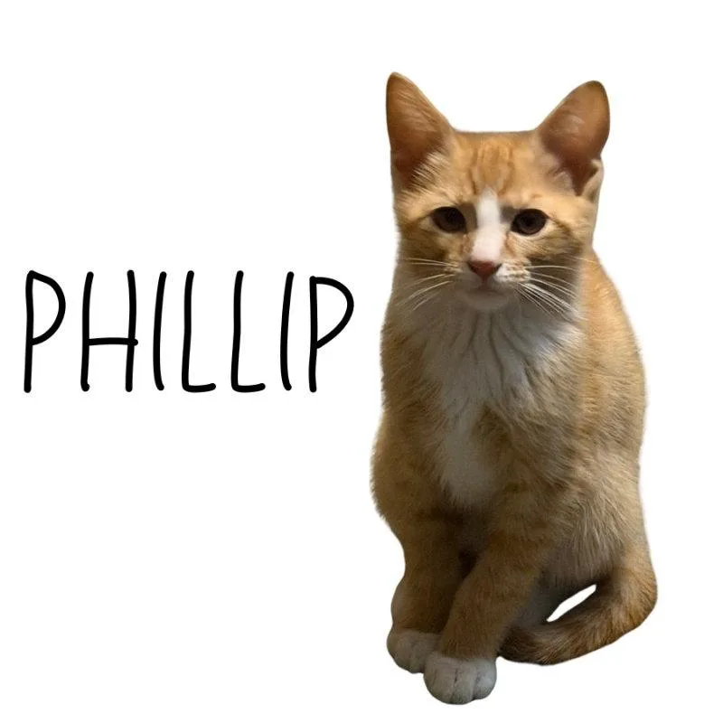 Phillip