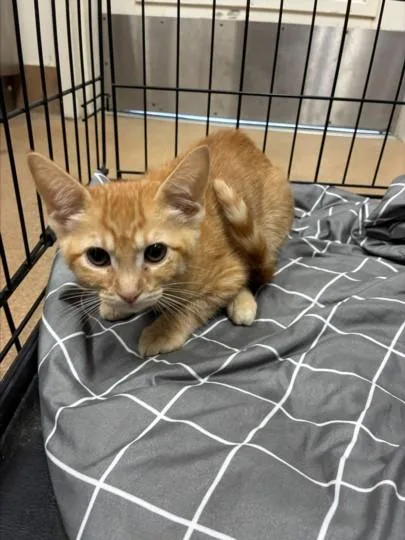 A baby small-sized female Domestic Short Hair cat named Pop for adoption in Norco, CA