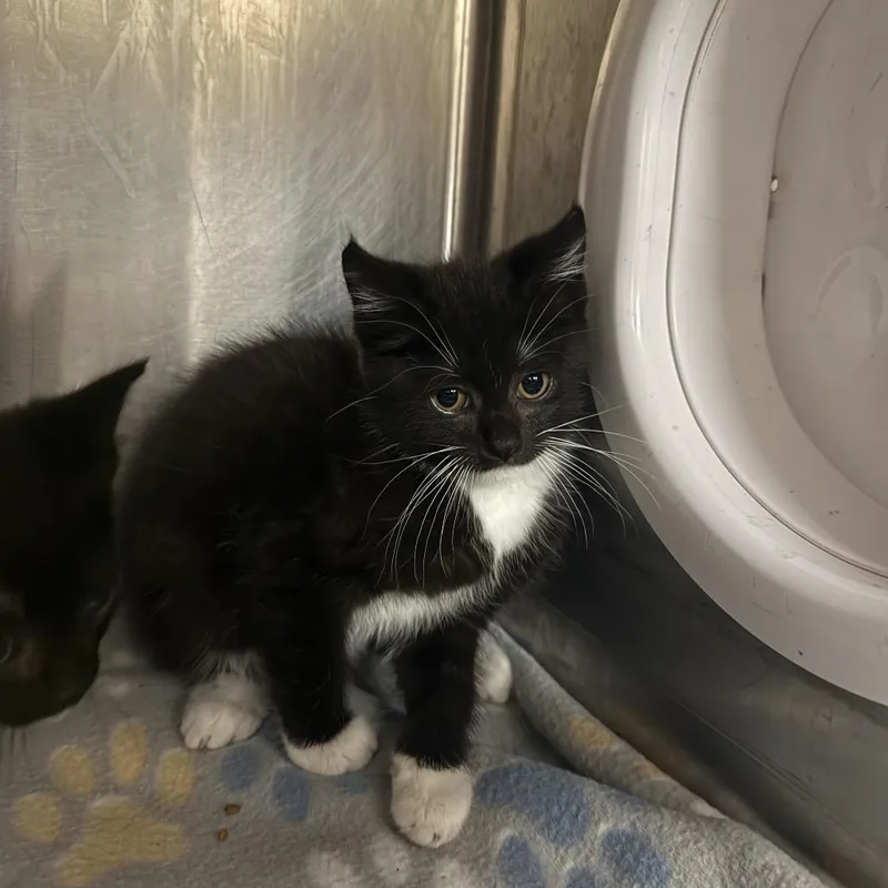 A baby small-sized female Domestic Short Hair cat named Wellsy for adoption in Caryville, TN