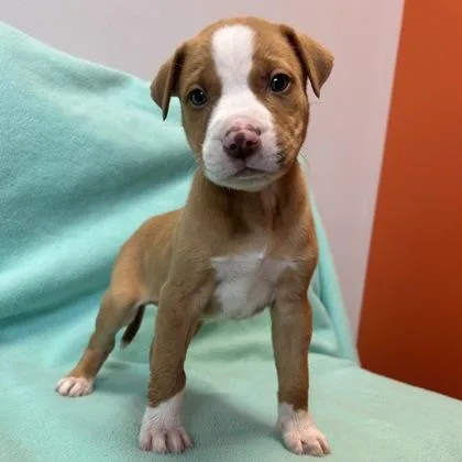 A baby medium-sized male Mixed Breed dog named Todd for adoption in Janesville, WI