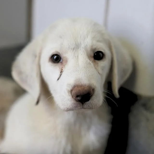 A baby small-sized female Labrador Retriever dog named Poppy for adoption in San Antonio, TX