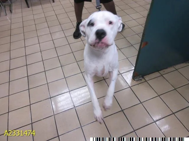 A young large-sized male Mixed Breed dog named Fable for adoption in West Palm Beach, FL