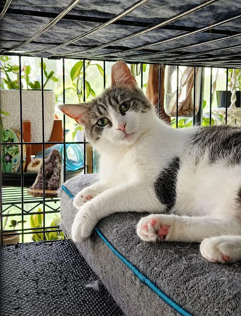 An adult medium-sized female Tabby (Gray / Blue / Silver) Domestic Short Hair cat named Sweetie Pie for adoption in Farmington Hills, MI