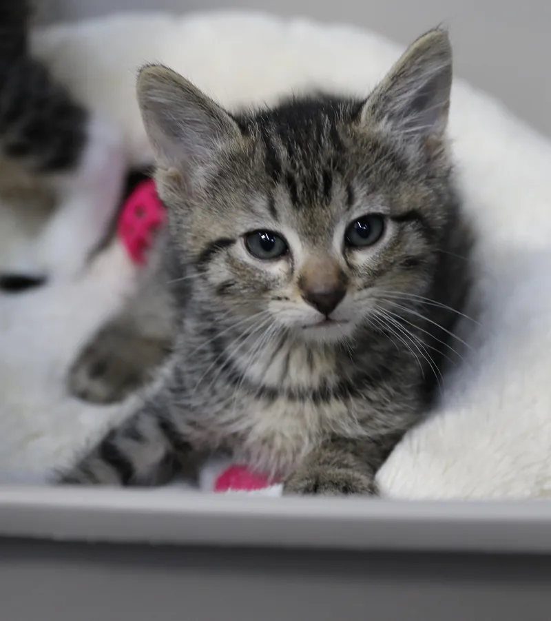 A baby medium-sized male Tabby (Gray / Blue / Silver) Tabby cat named Amos for adoption in Cut Bank, MT