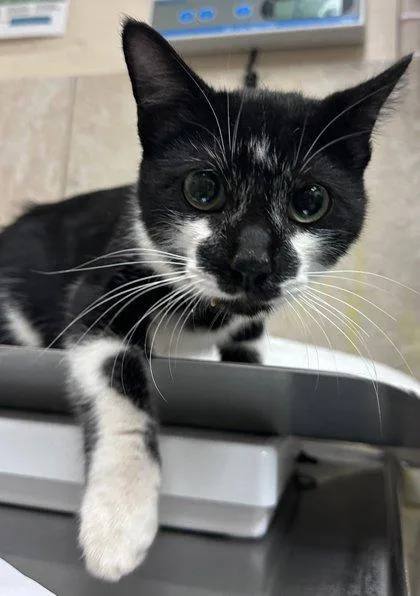 A young small-sized male Domestic Short Hair cat named Watson for adoption in Honolulu, HI