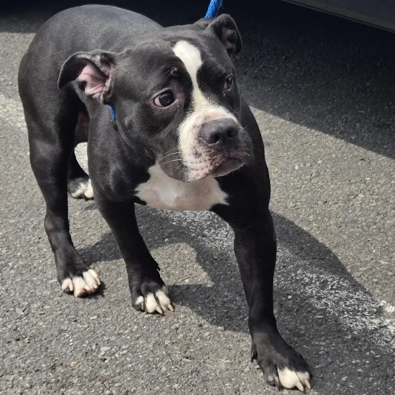 An adult medium-sized female Black Pit Bull Terrier dog named Misty for adoption in Newark, NJ