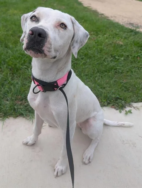 A young medium-sized female Terrier dog named Daphne for adoption in San Antonio, TX
