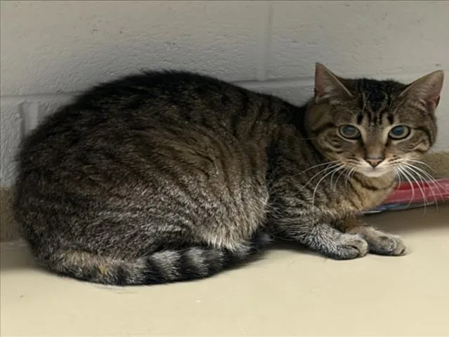 A young medium-sized male Domestic Short Hair cat named Maple for adoption in Derwood, MD