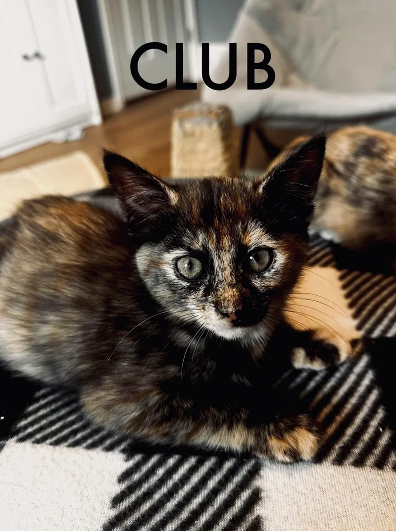 Club thumbnail 2