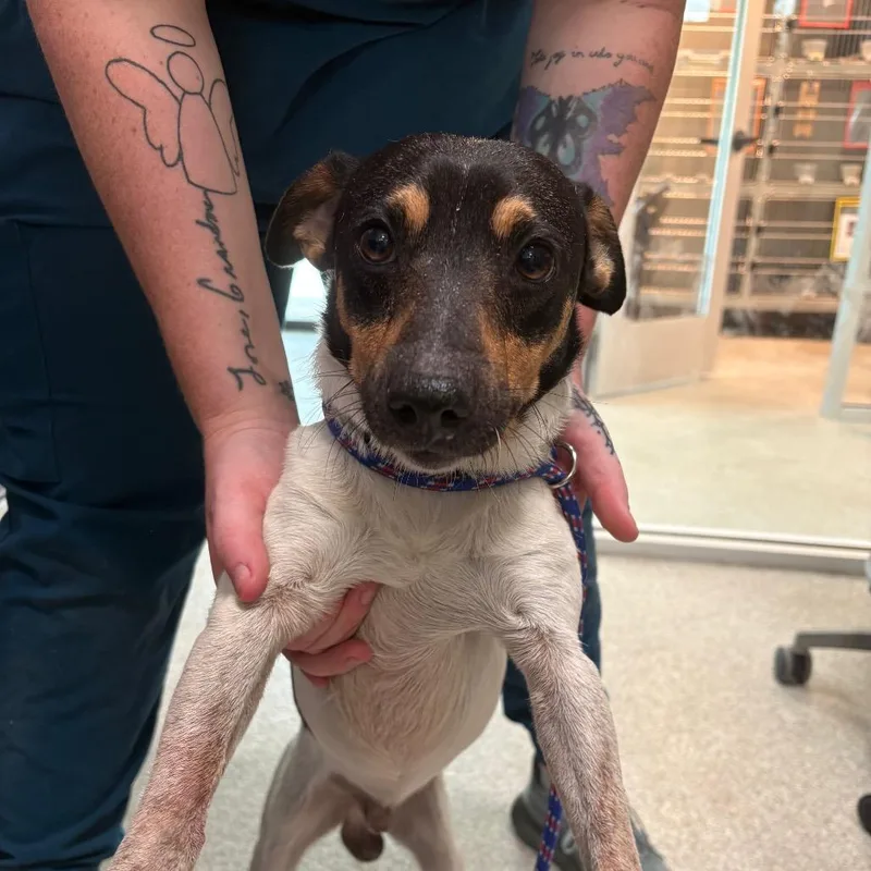An adult small-sized male Jack Russell Terrier dog named Pete for adoption in Englewood, FL