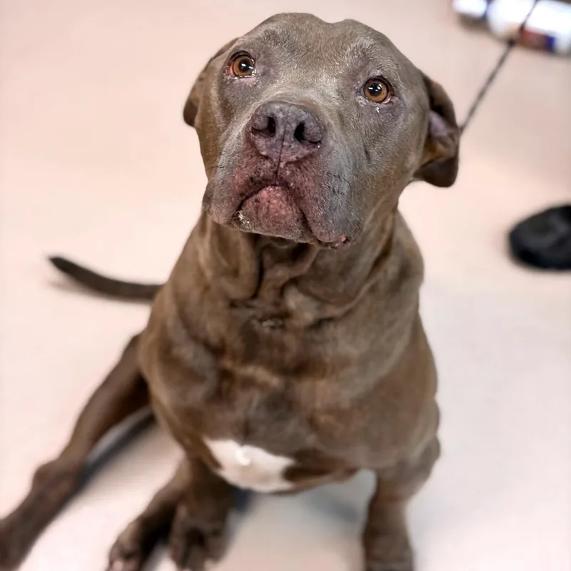 A senior large-sized male Pit Bull Terrier dog named Lil Durk for adoption in Newark, NJ