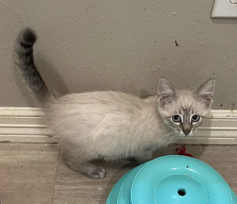 A baby medium-sized male Lilac Point Siamese cat named WallacePortofino PetSmart for adoption in Spring, TX