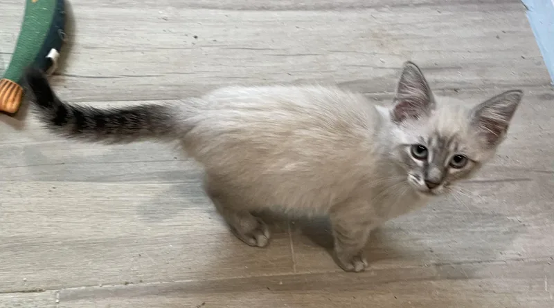 WallacePortofino PetSmart thumbnail 2