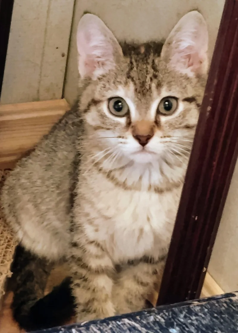 A young medium-sized female Tabby (Buff / Tan / Fawn) Domestic Short Hair cat named Monica for adoption in Williamsburg, VA