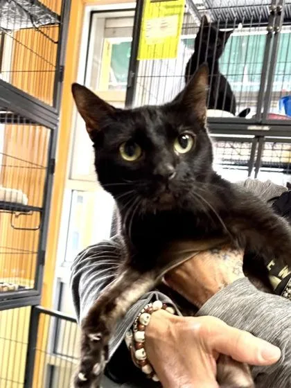 A baby small-sized female Domestic Short Hair cat named Henna for adoption in New Orleans, LA