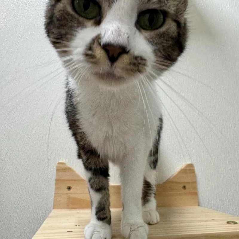 An adult medium-sized female Domestic Short Hair cat named McKenna for adoption in Pottsville, PA