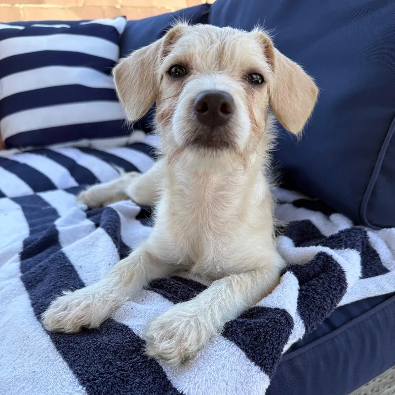 A baby small-sized female White / Cream Terrier dog named Daisy Scruffington for adoption in Los Angeles, CA