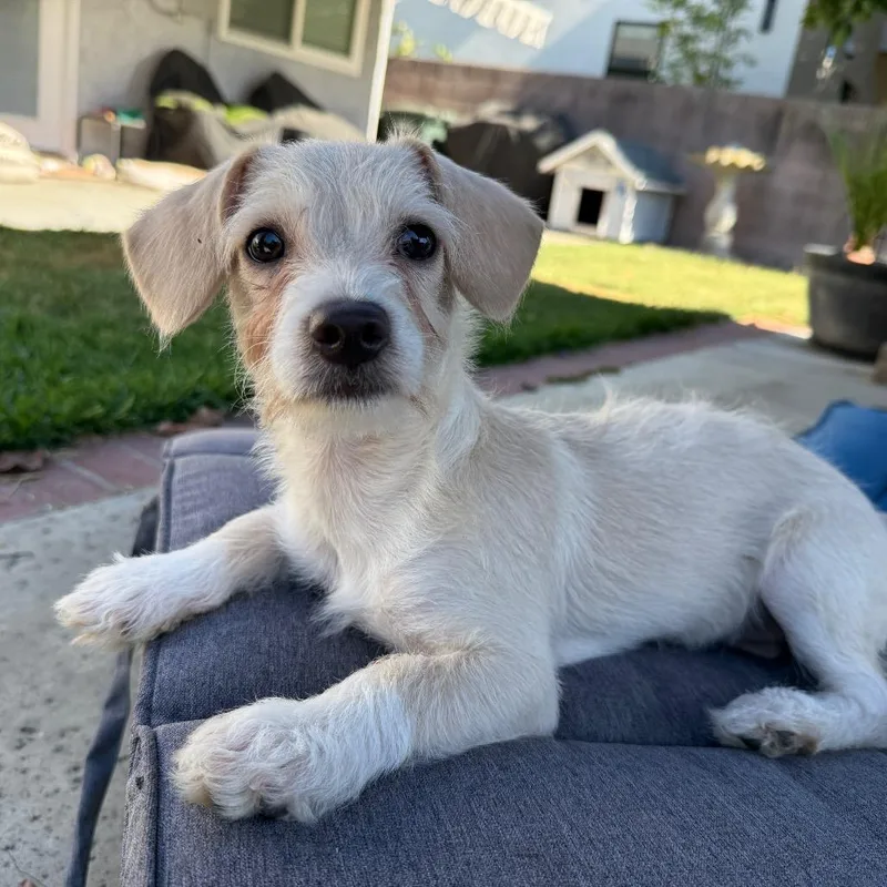 Daisy Scruffington thumbnail 2