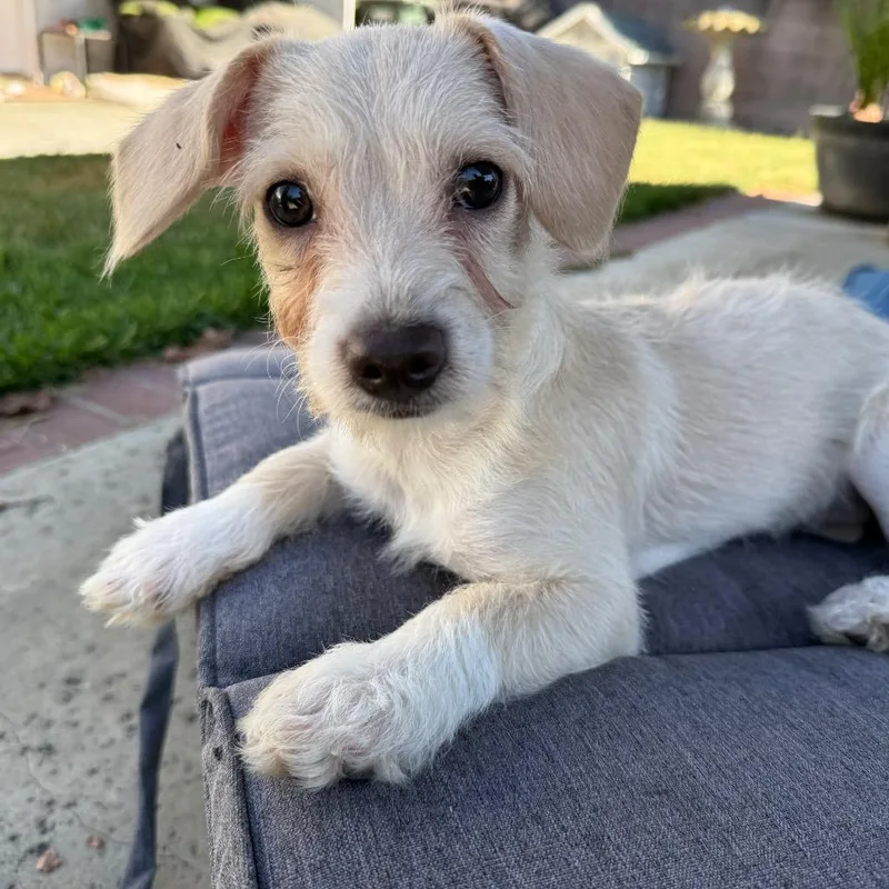 Daisy Scruffington thumbnail 3