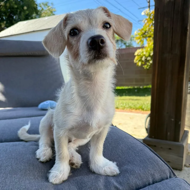 Daisy Scruffington thumbnail 6