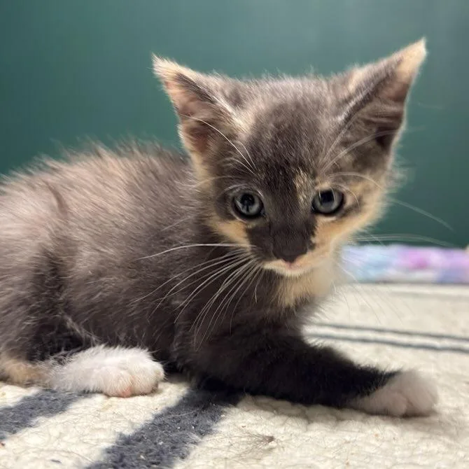 A baby small-sized female Tortoiseshell Domestic Short Hair cat named Pepper for adoption in Long Beach, CA