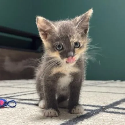 Pepper thumbnail 2