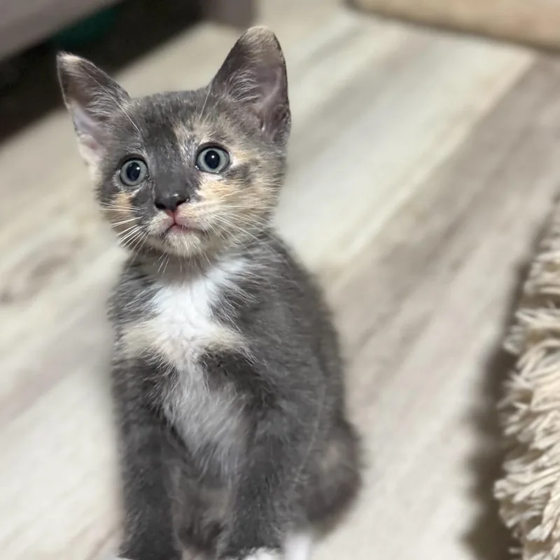 Pepper thumbnail 3