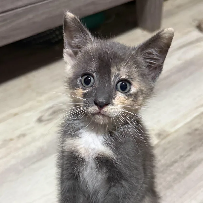 Pepper thumbnail 4