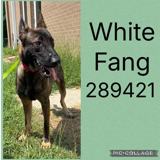 A young medium-sized male Belgian Shepherd / Malinois dog named White Fang for adoption in Macon, GA
