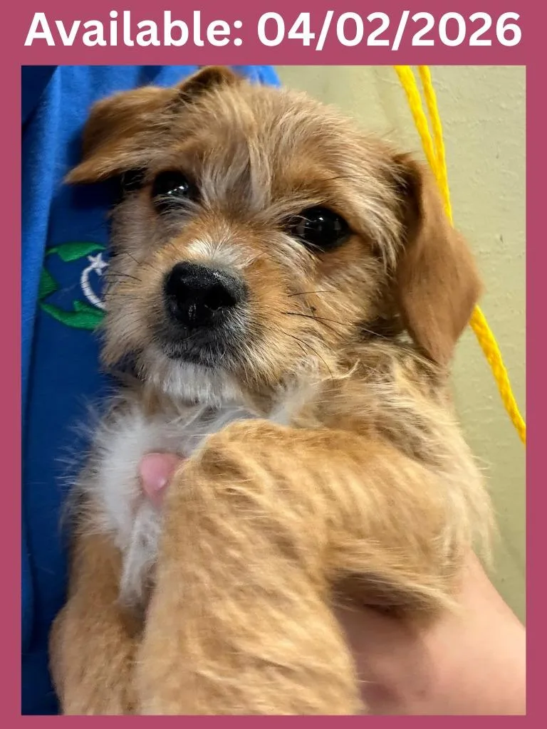 Dog Kennel thumbnail 2