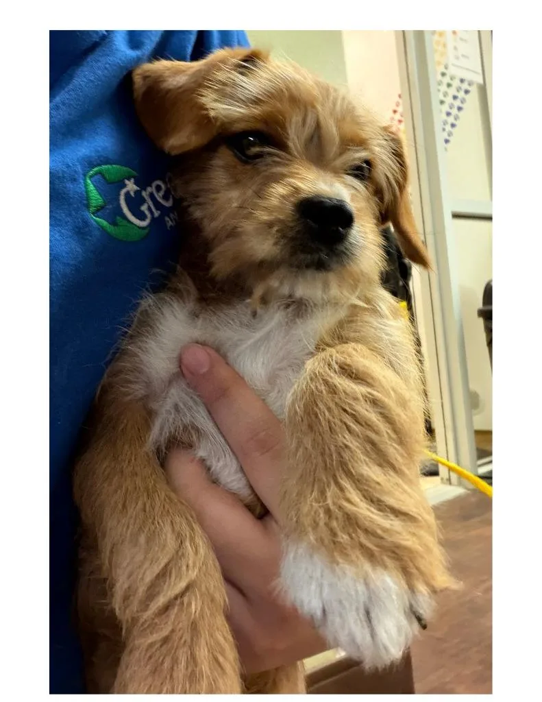 Dog Kennel thumbnail 3