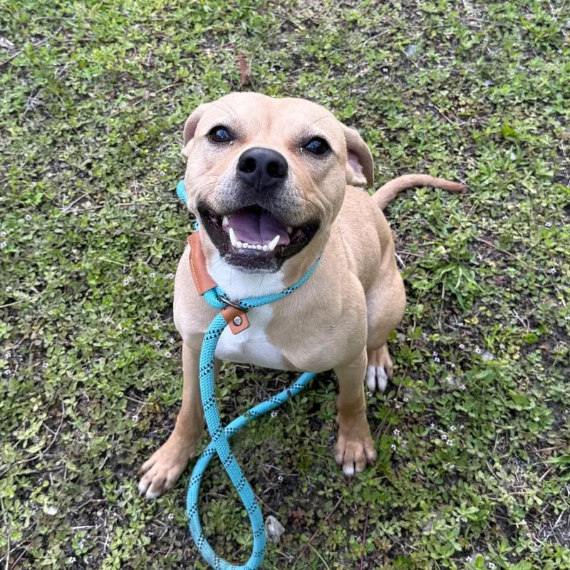 A young medium-sized male Yellow / Tan / Blond / Fawn Mixed Breed dog named Thor for adoption in Naples, FL