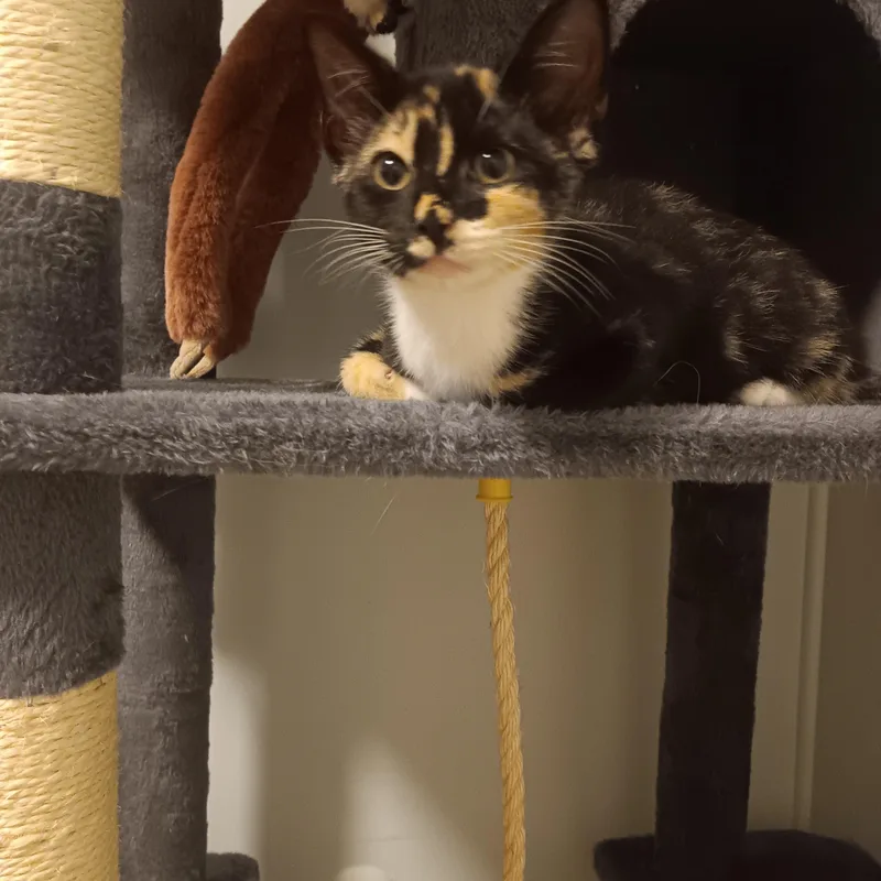 Holly  Ivy  thumbnail 4