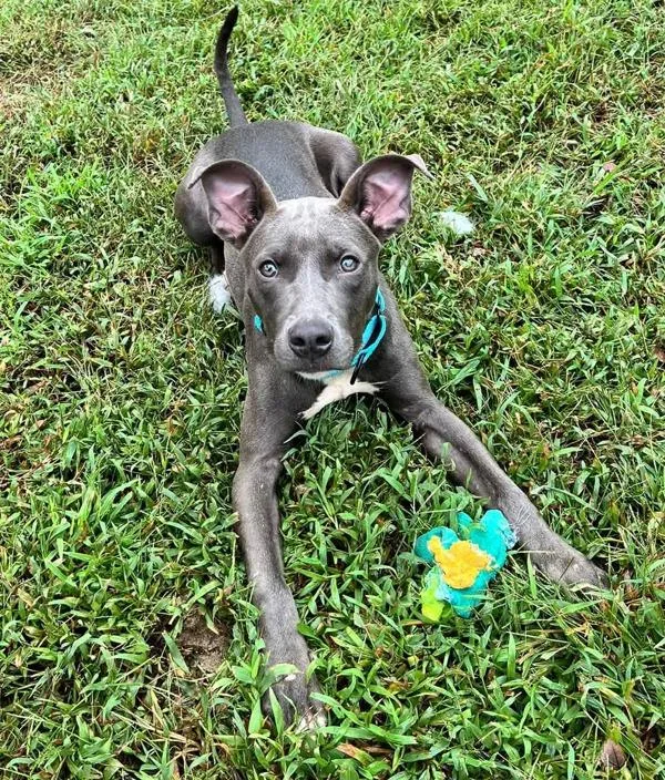 A young small-sized female Pit Bull Terrier dog named Potpourri for adoption in Millersville, MD