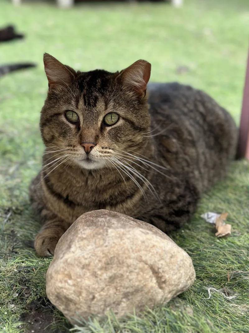An adult large-sized male Tabby (Brown / Chocolate) Domestic Short Hair cat named Isaiah for adoption in Faribault, MN