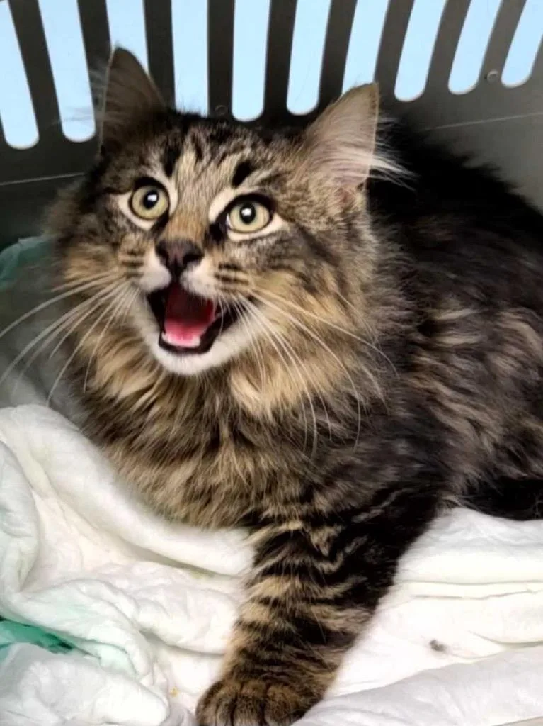 A baby medium-sized male Domestic Long Hair cat named Ernie for adoption in Pawtucket, RI