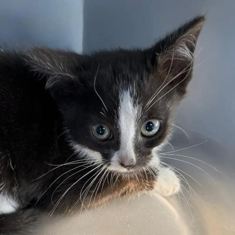 A baby small-sized male Black Domestic Short Hair cat named Iain for adoption in Rocky Mount, VA
