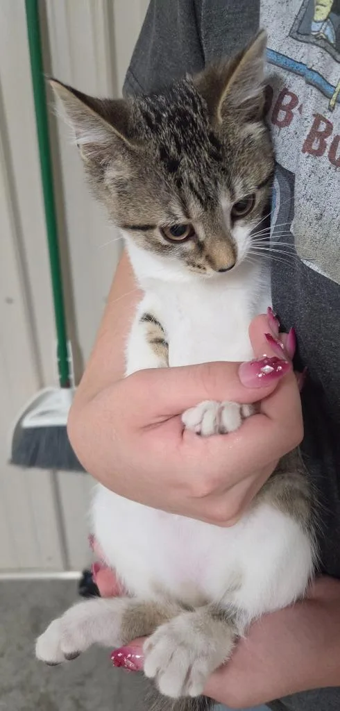 A baby medium-sized male Domestic Short Hair cat named Bug for adoption in Medford, WI