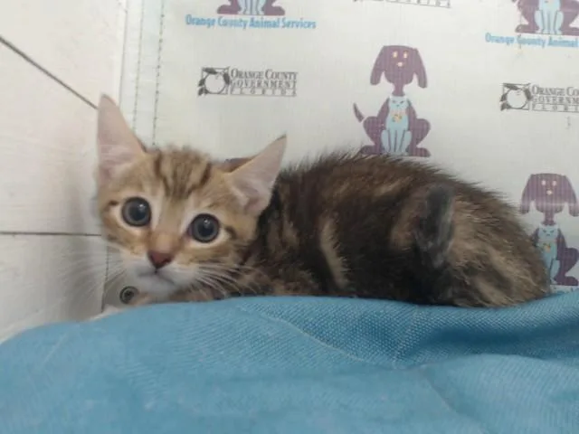 A baby small-sized male Domestic Short Hair cat named Delta for adoption in Orlando, FL
